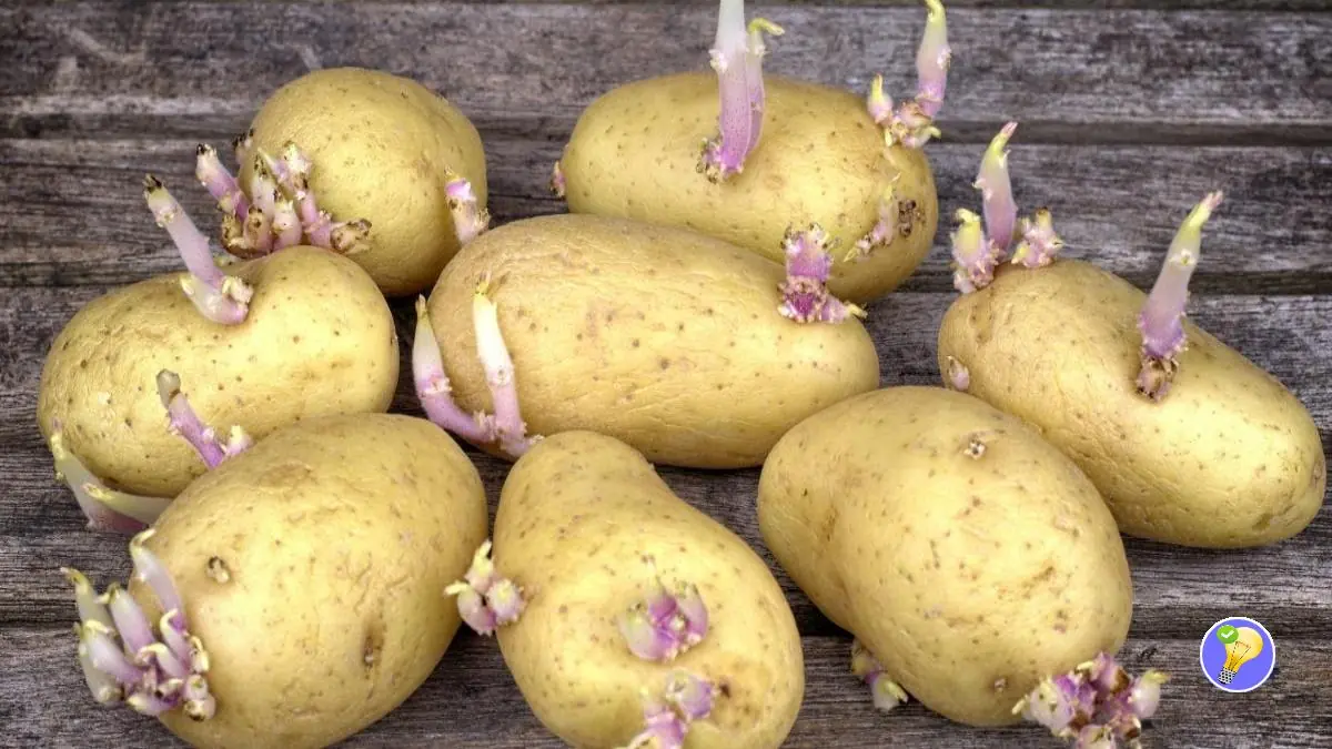 Pommes de Terre Germées Peut on les Manger sans Risque