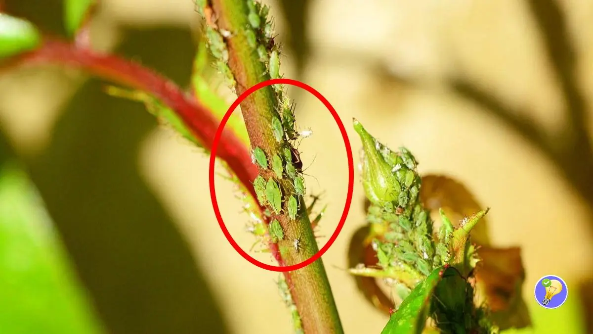 La Terre de Diatomée Insecticide Naturel se Présentant sous 2 Options