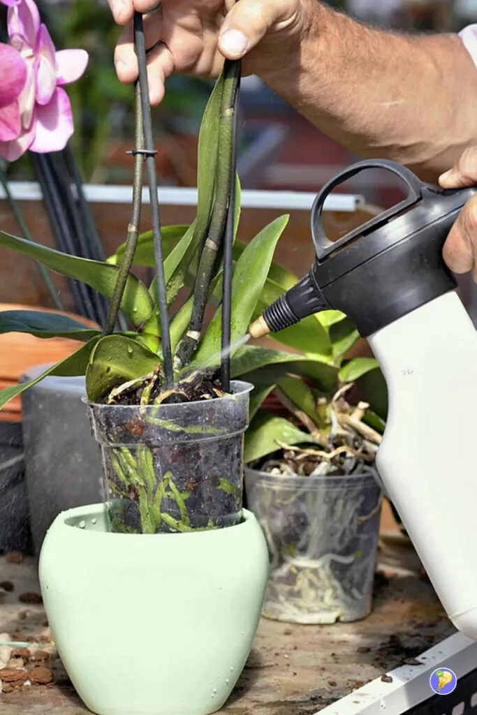 Evite regar las orquídeas con agua del grifo.