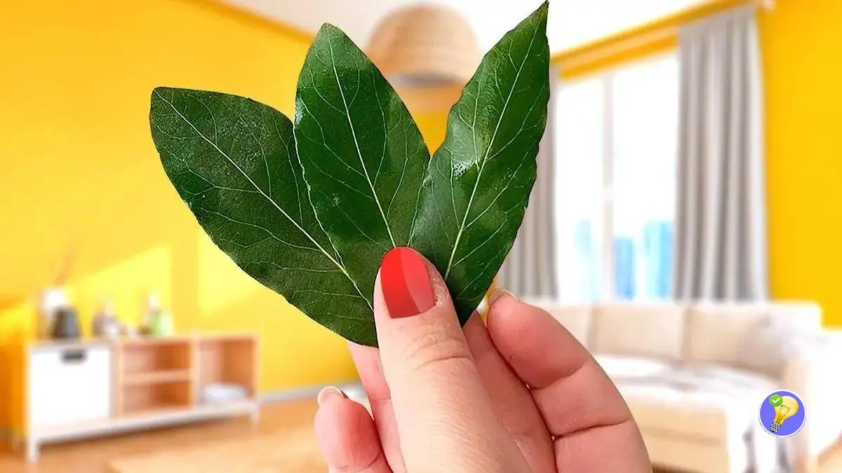 Feuilles De Laurier : L'astuce Naturelle Pour Une Maison Sans Odeurs