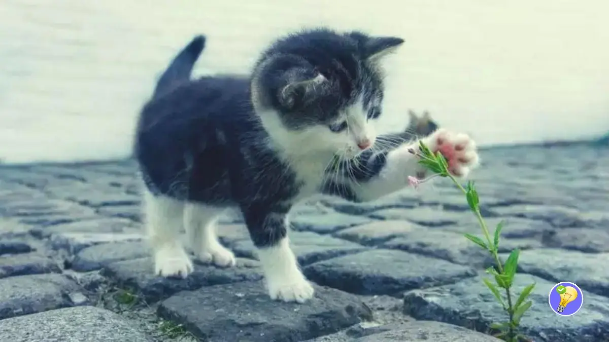 La Langue De Votre Chat Est Dans Sa Queue Mouvements Que Vous Ne