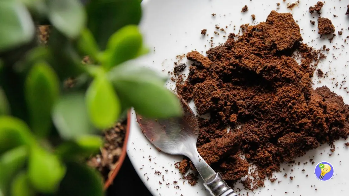 Le Marc de Café dans le Jardin : un Atout Naturel pour vos Plantes