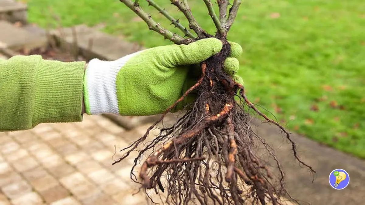 Guide pour Planter un Arbre Fruitier à Racines Nues