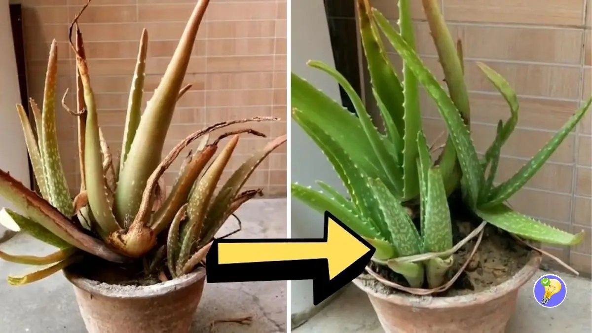 Aloe plant turning red